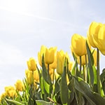 Frühjahrsmüdigkeit adé: 3 praktische Tipps gegen das Frühlingstief